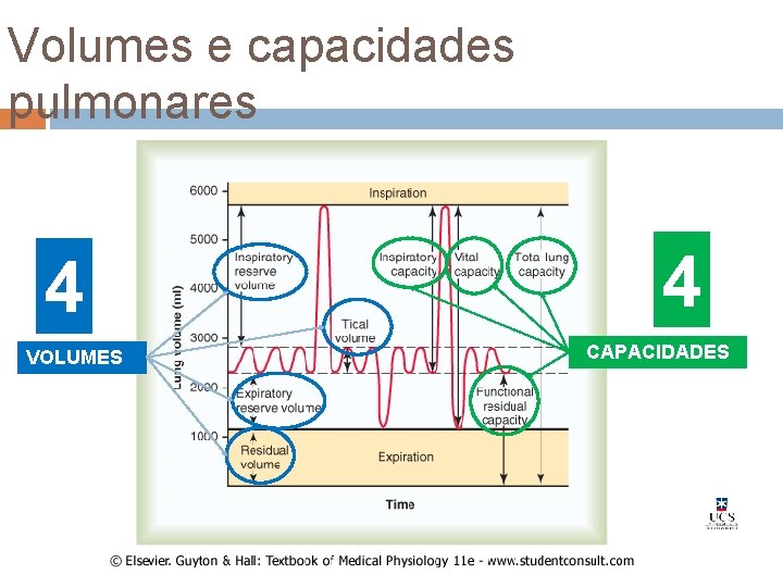 Volumes e capacidades pulmonares 4 VOLUMES 4 CAPACIDADES Volumes e capacidades pulmonares 4 VOLUMES 4 CAPACIDADES