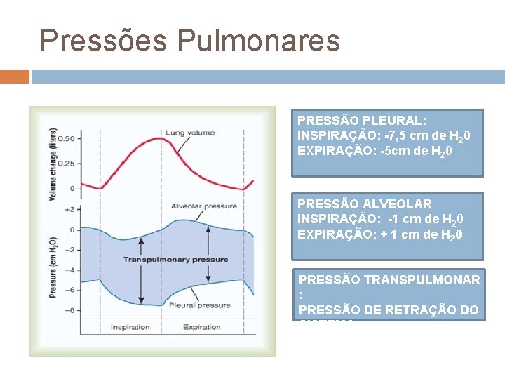 Pressões Pulmonares PRESSÃO PLEURAL: INSPIRAÇÃO: -7, 5 cm de H 20 EXPIRAÇÃO: -5 cm Pressões Pulmonares PRESSÃO PLEURAL: INSPIRAÇÃO: -7, 5 cm de H 20 EXPIRAÇÃO: -5 cm