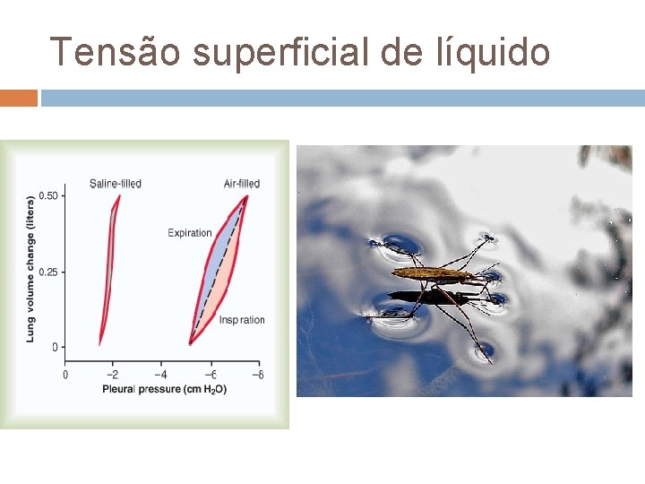 Tensão superficial de líquido Tensão superficial de líquido