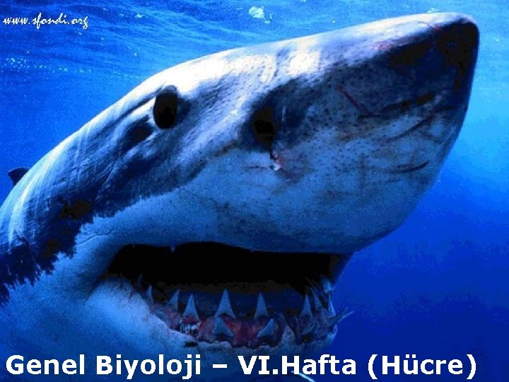 Genel Biyoloji – VI. Hafta (Hücre) 