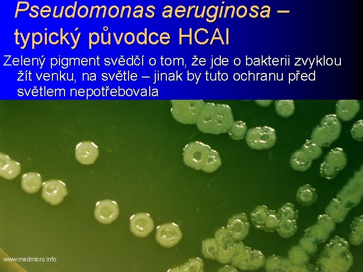 Pseudomonas aeruginosa – typický původce HCAI Zelený pigment svědčí o tom, že jde o