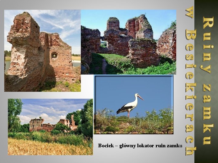 Bociek – główny lokator ruin zamku 