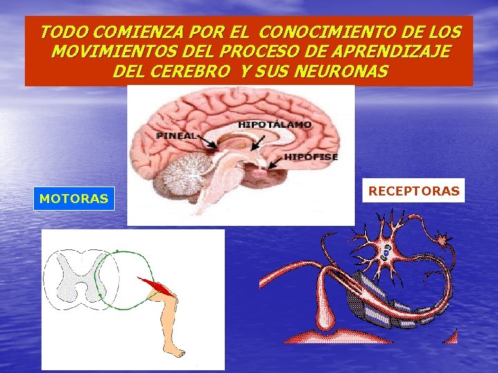 TODO COMIENZA POR EL CONOCIMIENTO DE LOS MOVIMIENTOS DEL PROCESO DE APRENDIZAJE DEL CEREBRO