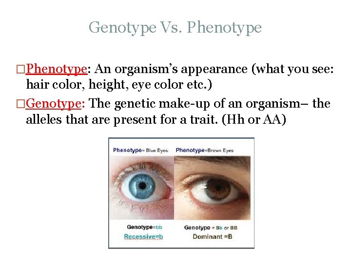 Genotype Vs. Phenotype �Phenotype: An organism’s appearance (what you see: hair color, height, eye