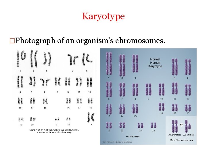 Karyotype �Photograph of an organism’s chromosomes. 