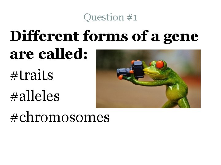 Question #1 Different forms of a gene are called: #traits #alleles #chromosomes 