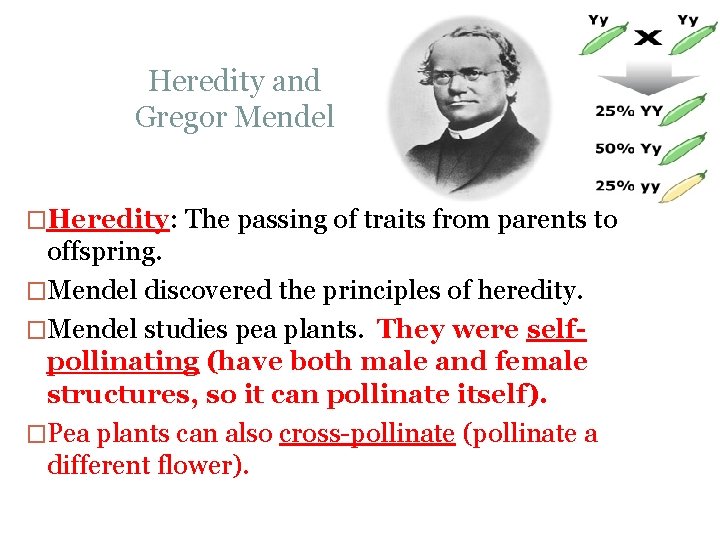 Heredity and Gregor Mendel �Heredity: The passing of traits from parents to offspring. �Mendel