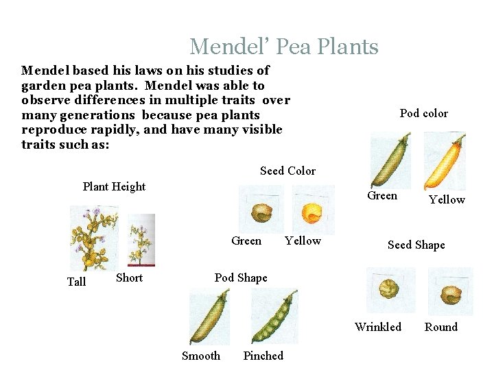 Mendel’ Pea Plants Mendel based his laws on his studies of garden pea plants.
