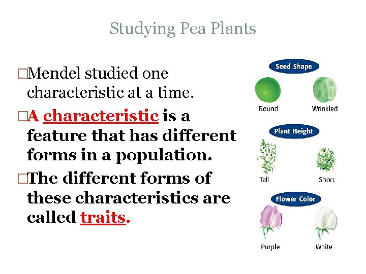 Studying Pea Plants �Mendel studied one characteristic at a time. �A characteristic is a