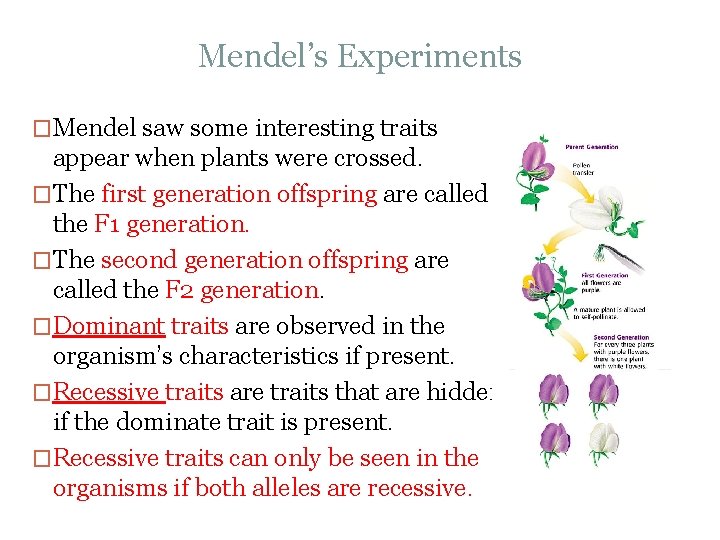 Mendel’s Experiments �Mendel saw some interesting traits appear when plants were crossed. �The first