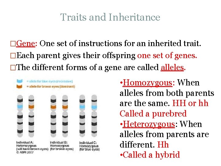 Traits and Inheritance �Gene: One set of instructions for an inherited trait. �Each parent