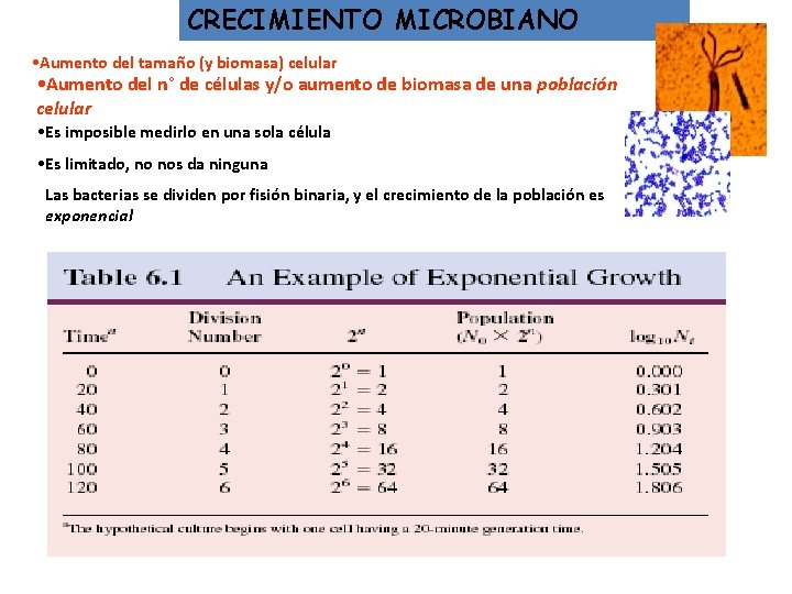 CRECIMIENTO MICROBIANO • Aumento del tamaño (y biomasa) celular • Aumento del n° de