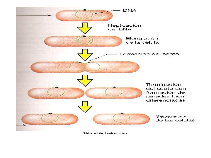 División por fisión binaria en bacterias 