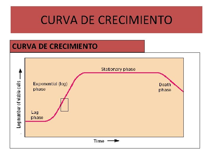 CURVA DE CRECIMIENTO 