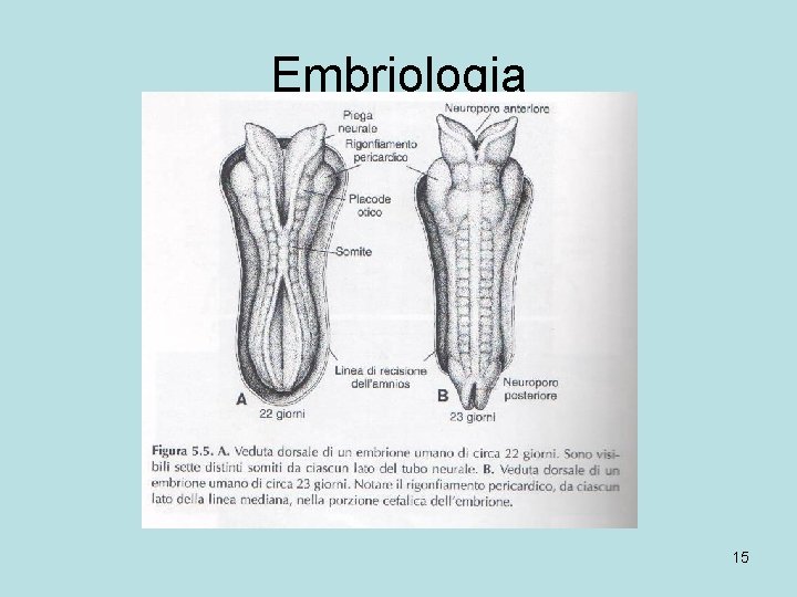Embriologia 15 