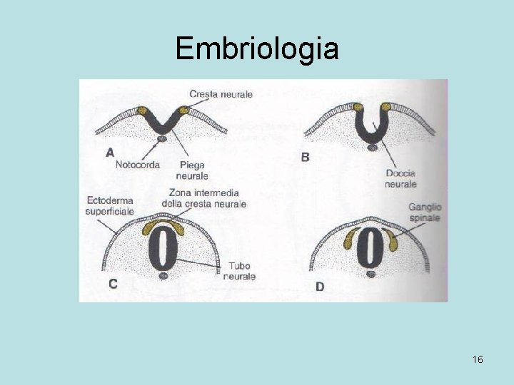 Embriologia 16 