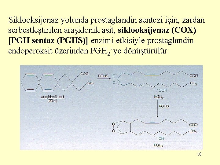 Siklooksijenaz yolunda prostaglandin sentezi için, zardan serbestleştirilen araşidonik asit, siklooksijenaz (COX) [PGH sentaz (PGHS)]