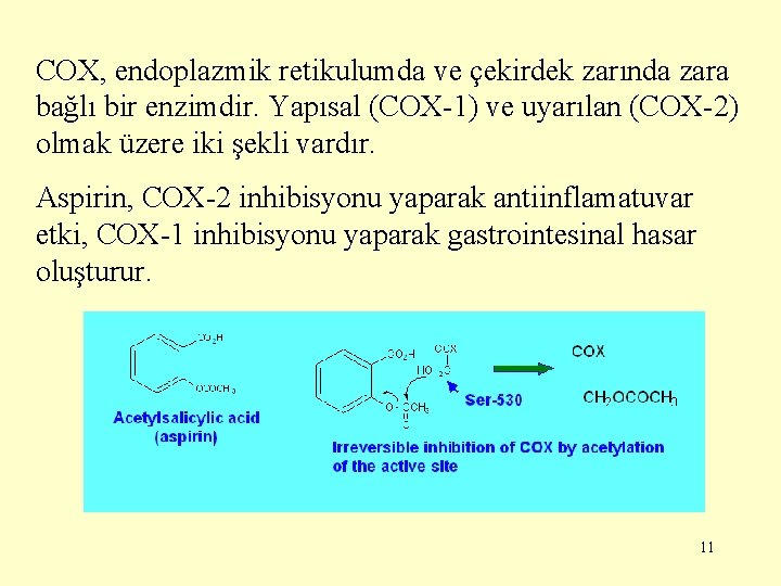COX, endoplazmik retikulumda ve çekirdek zarında zara bağlı bir enzimdir. Yapısal (COX-1) ve uyarılan
