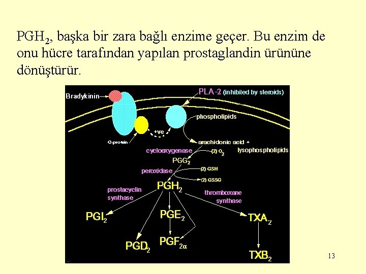 PGH 2, başka bir zara bağlı enzime geçer. Bu enzim de onu hücre tarafından