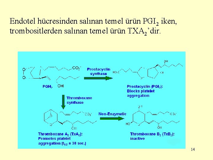 Endotel hücresinden salınan temel ürün PGI 2 iken, trombositlerden salınan temel ürün TXA 2’dir.