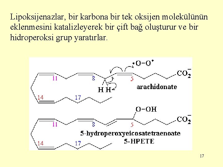 Lipoksijenazlar, bir karbona bir tek oksijen molekülünün eklenmesini katalizleyerek bir çift bağ oluşturur ve