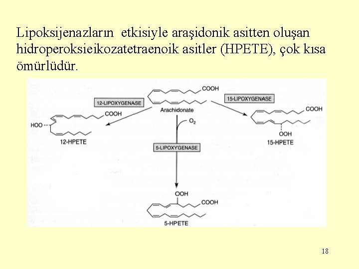 Lipoksijenazların etkisiyle araşidonik asitten oluşan hidroperoksieikozatetraenoik asitler (HPETE), çok kısa ömürlüdür. 18 