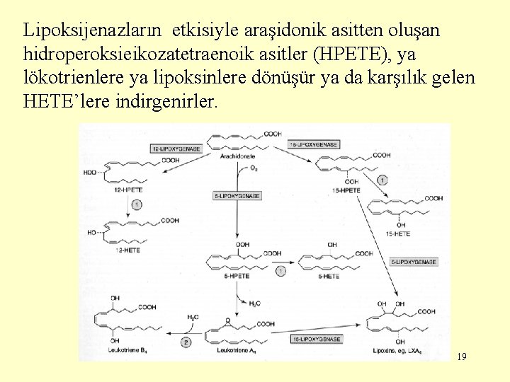 Lipoksijenazların etkisiyle araşidonik asitten oluşan hidroperoksieikozatetraenoik asitler (HPETE), ya lökotrienlere ya lipoksinlere dönüşür ya