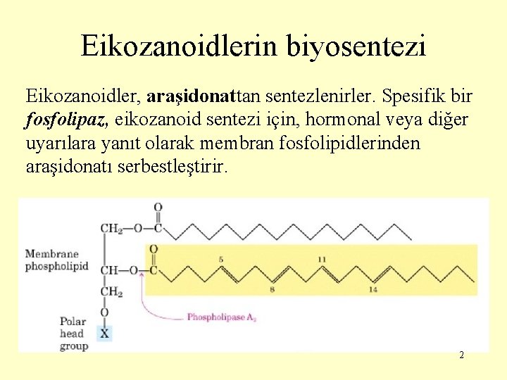 Eikozanoidlerin biyosentezi Eikozanoidler, araşidonattan sentezlenirler. Spesifik bir fosfolipaz, eikozanoid sentezi için, hormonal veya diğer