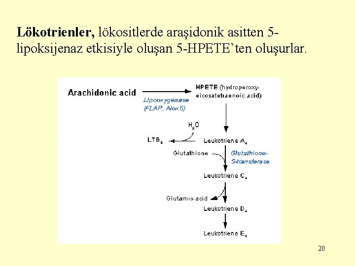 Lökotrienler, lökositlerde araşidonik asitten 5 lipoksijenaz etkisiyle oluşan 5 -HPETE’ten oluşurlar. 20 