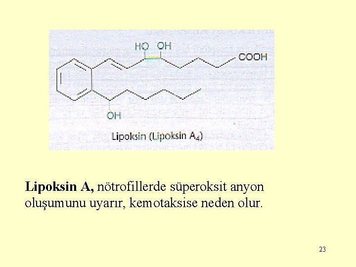 Lipoksin A, nötrofillerde süperoksit anyon oluşumunu uyarır, kemotaksise neden olur. 23 