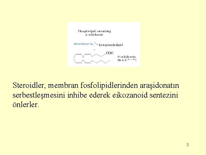 Steroidler, membran fosfolipidlerinden araşidonatın serbestleşmesini inhibe ederek eikozanoid sentezini önlerler. 3 