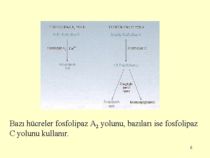 Bazı hücreler fosfolipaz A 2 yolunu, bazıları ise fosfolipaz C yolunu kullanır. 6 