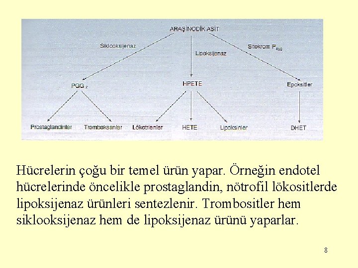 Hücrelerin çoğu bir temel ürün yapar. Örneğin endotel hücrelerinde öncelikle prostaglandin, nötrofil lökositlerde lipoksijenaz