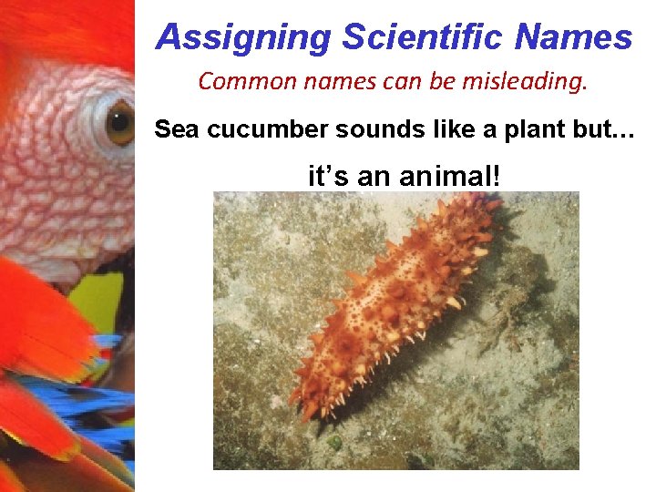 Assigning Scientific Names Common names can be misleading. Sea cucumber sounds like a plant