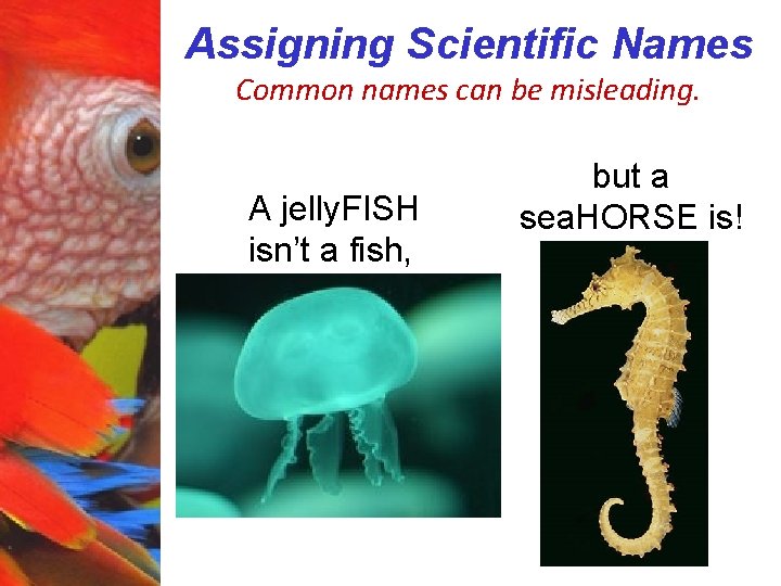 Assigning Scientific Names Common names can be misleading. A jelly. FISH isn’t a fish,