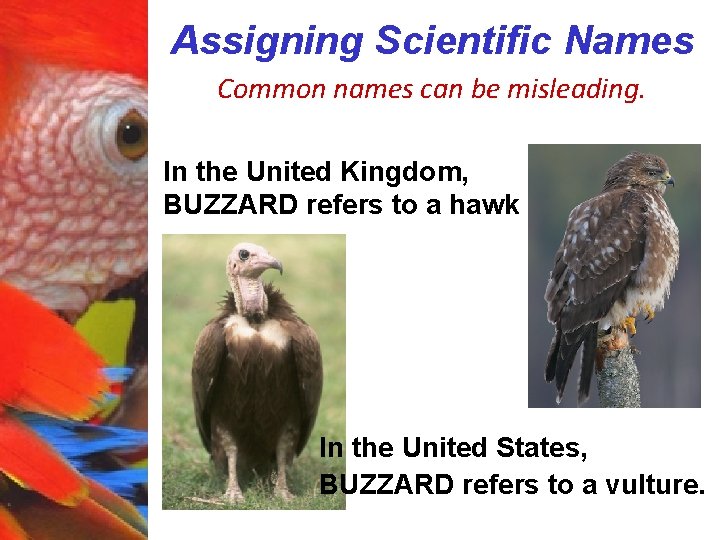 Assigning Scientific Names Common names can be misleading. In the United Kingdom, BUZZARD refers