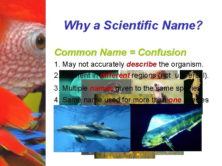 Why a Scientific Name? Common Name = Confusion 1. May not accurately describe the