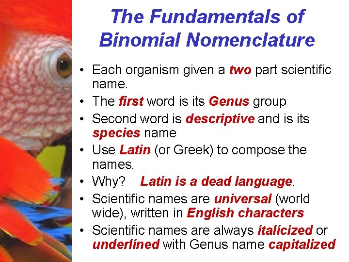 The Fundamentals of Binomial Nomenclature • Each organism given a two part scientific name.