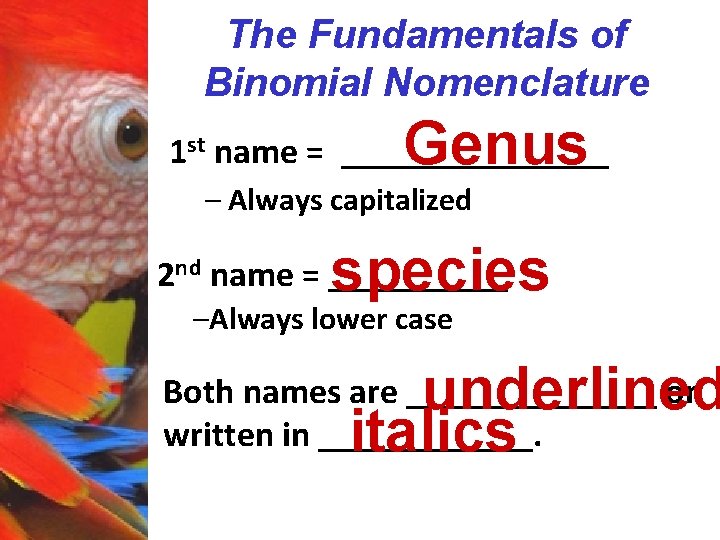 The Fundamentals of Binomial Nomenclature Genus 1 st name = ________ – Always capitalized