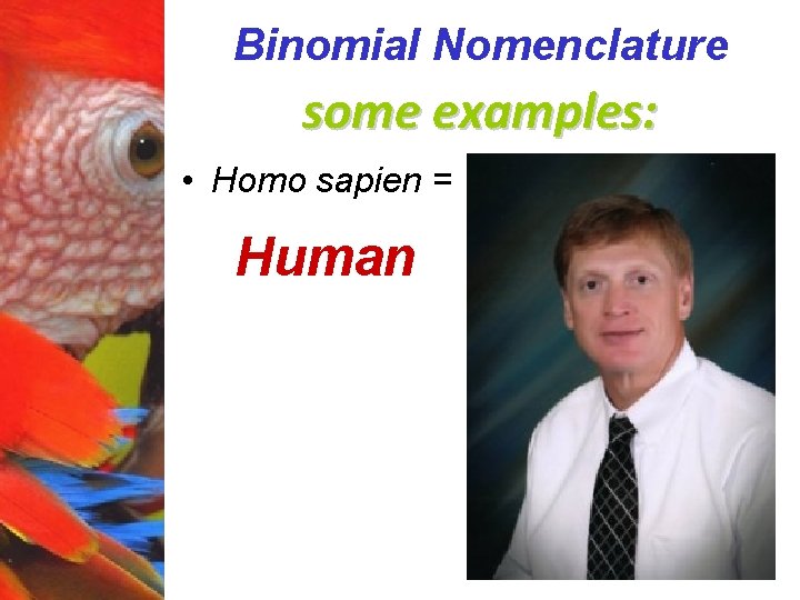 Binomial Nomenclature some examples: • Homo sapien = Human 