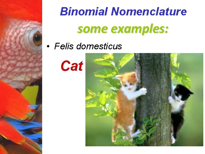 Binomial Nomenclature some examples: • Felis domesticus Cat 