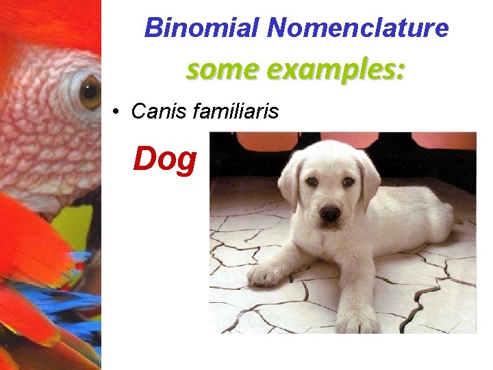 Binomial Nomenclature some examples: • Canis familiaris Dog 