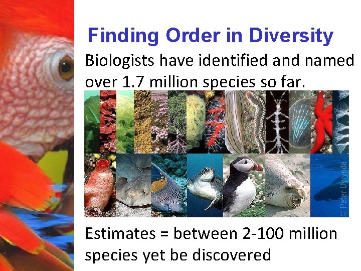 Finding Order in Diversity Biologists have identified and named over 1. 7 million species