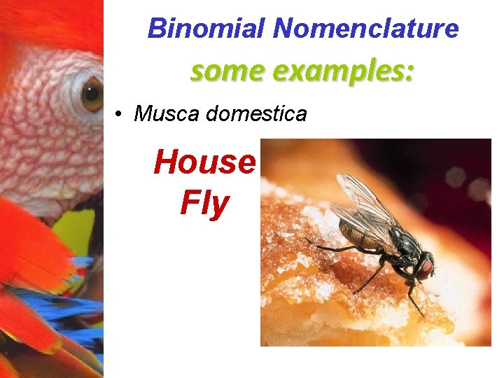 Binomial Nomenclature some examples: • Musca domestica House Fly 