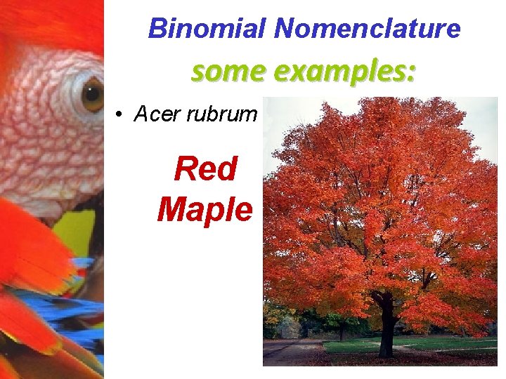 Binomial Nomenclature some examples: • Acer rubrum Red Maple 