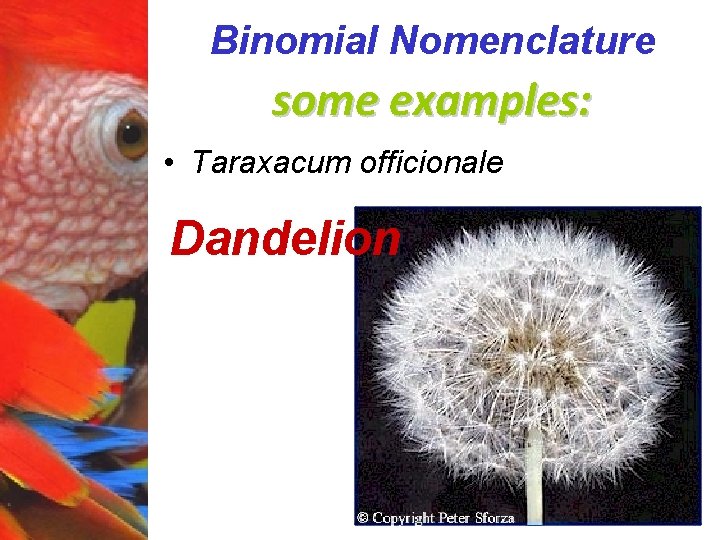 Binomial Nomenclature some examples: • Taraxacum officionale Dandelion 