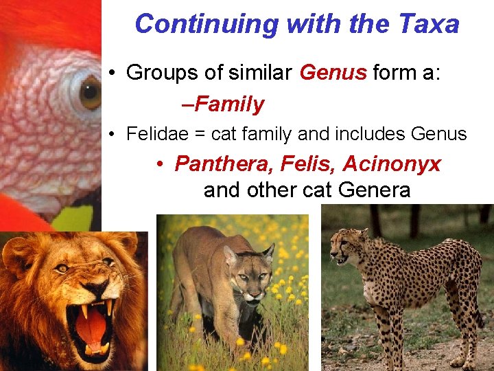 Continuing with the Taxa • Groups of similar Genus form a: –Family • Felidae