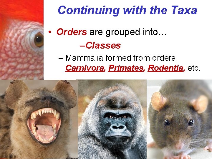 Continuing with the Taxa • Orders are grouped into… –Classes – Mammalia formed from