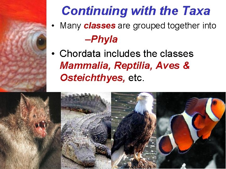 Continuing with the Taxa • Many classes are grouped together into –Phyla • Chordata