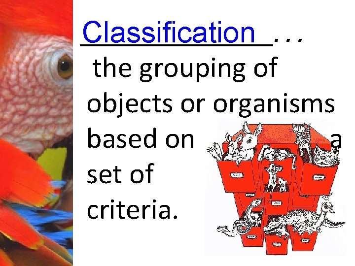 ________. Classification. . the grouping of objects or organisms based on a set of